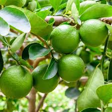 lemon