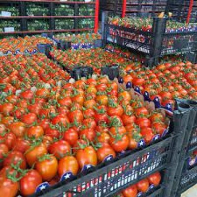 tomato2